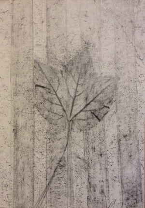 Autumn leaf (2016) graphite on paper