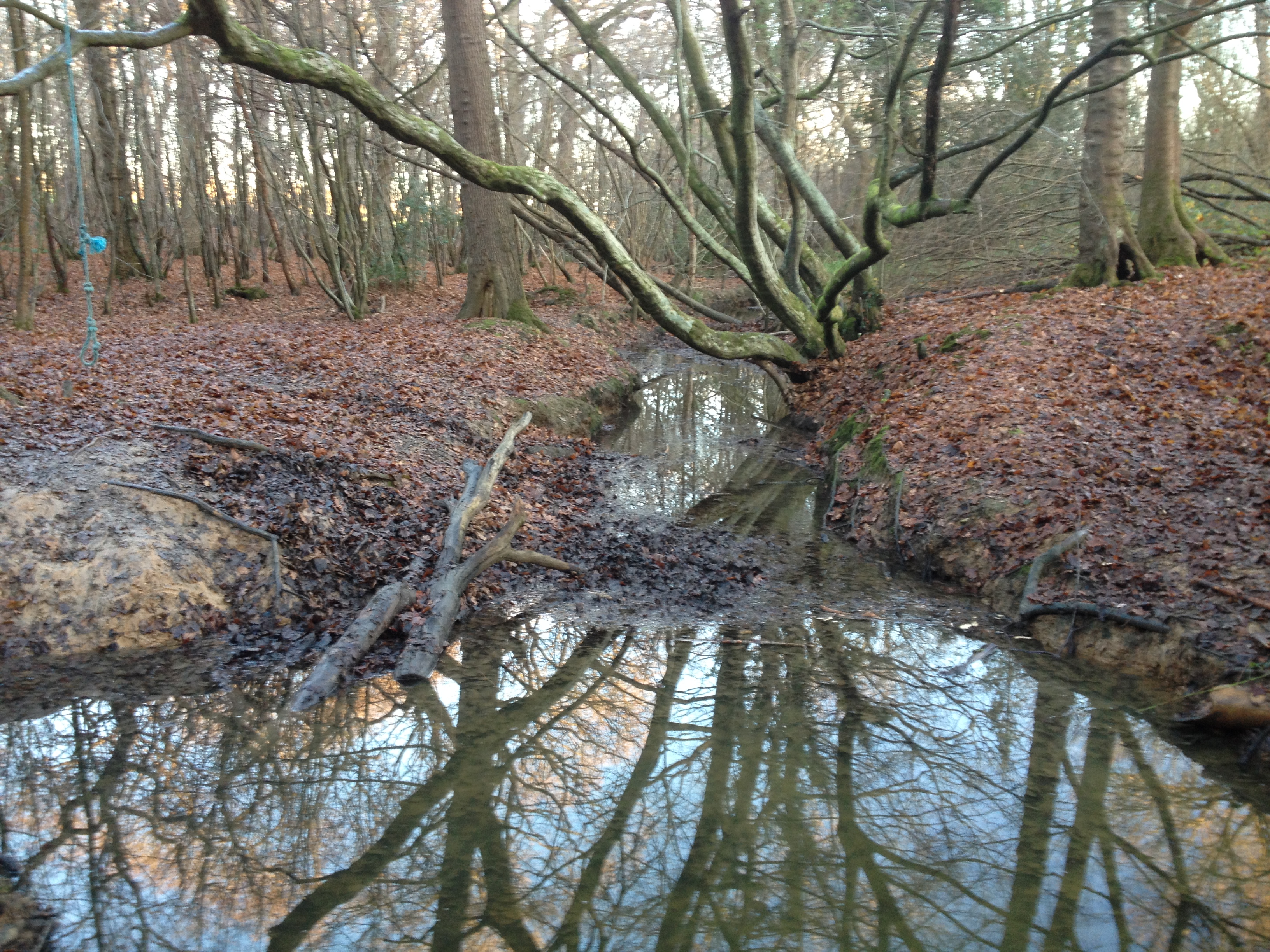 Reflections RSPB Blean Woods (2017) photo