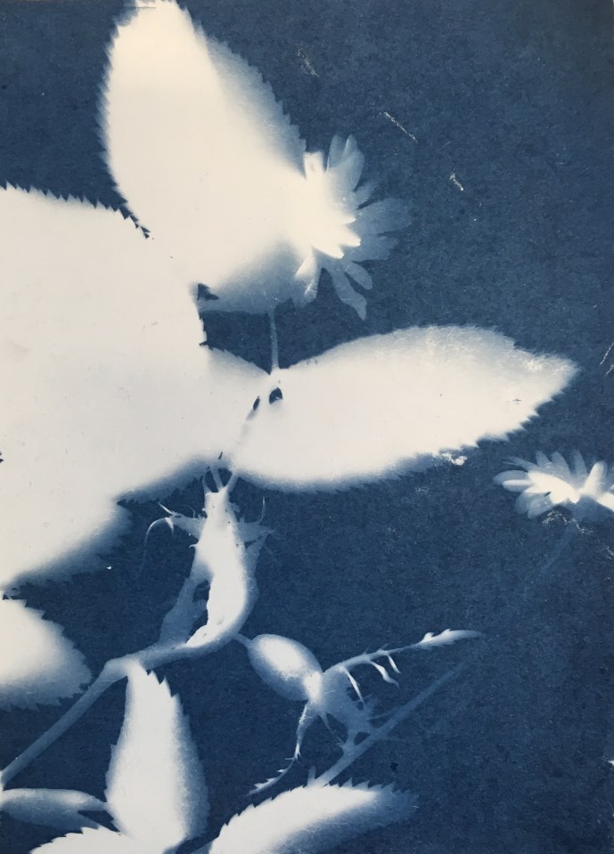 Rose and daisy (2017) cyanotype on paper